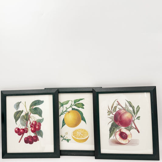 vintage Botanical Art Prints | 12" x 14" framed prints | set of 3